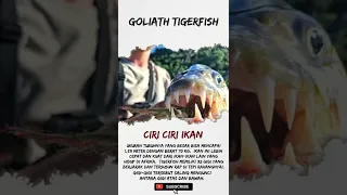 goliath tigerfish #shorts