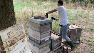 Gemeinsam Teilen und Behandeln 2 - Live von Pias Bienenstand - 27.07.