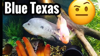 Electric Blue Texas Cichlid? Myths Debunked