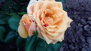 Розы дивное творение природы