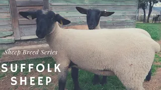 Suffolk Sheep - Sheep Breed Series