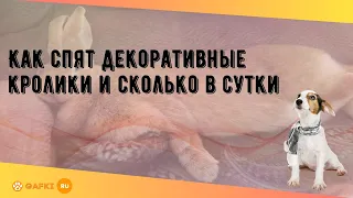 Как спят декоративные кролики и сколько в сутки