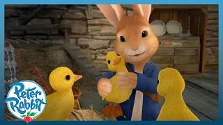 @OfficialPeterRabbit  🐥🐣 Meet the Ducklings 🐣🐥 | Meet the Characters | Easter | Cartoons for Kids