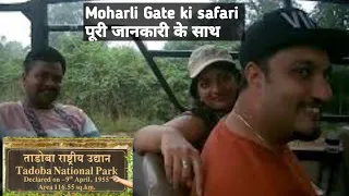 Tadoba Jungle Safari | tatr | Moharli Gate - Tadoba National Park Part -1