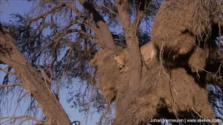 Lion steals leopard's meal