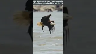 Eagle 🦅 float in water 💦  #eagle #eagles #floating #float #water #fishing #ytshorts #shorts #viral