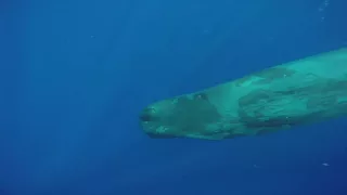 Sperm Whale in Mauritius