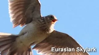 Skylark Bird Song and Pictures ~ Eurasian Skylark