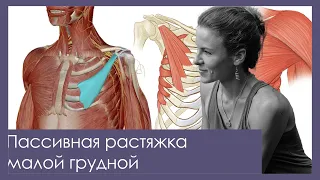 Как растянуть малую грудную мышцу пассивно?