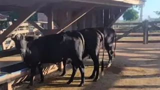 As novilhas leiteiras passando dos 20 lts, em Rondônia