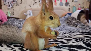 Весёлая белка с орешком! 😄 Squirrel and nut