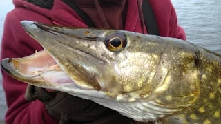 Pike Fishing With Deadbaits - Rigs, Tips & Tactics