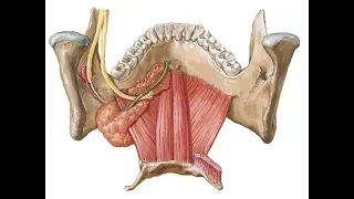 submandibular salivary gland . DR. SAMEH GHAZY