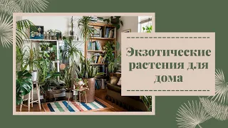 Экзотические растения для дома