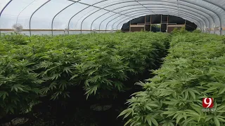 Oklahoma Marijuana Growers Sue OMMA After Agency Revokes 300 Licenses Tied To Single Owner