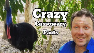 10 CRAZY Cassowary Facts You Didn’t Know