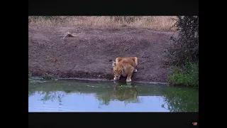 Pride of Lions at Naledi Dam Waterhole 04.15.2024 Africam Live