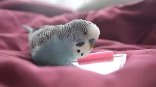 Budgie sounds | Cute & Fluffy singing