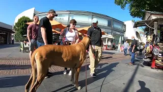 Cash 2.0 Great Dane at The Grove and Farmers Market in Los Angeles 25