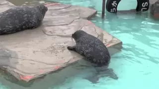 Habour Seal Baby falls and plays