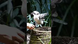 slow motion Kookaburra