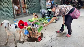 Super funny! CUTIS takes goat peddling green pumpkins with speaker