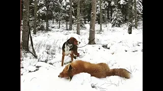 Rävjakt med Stövare och Terrier på Härkila