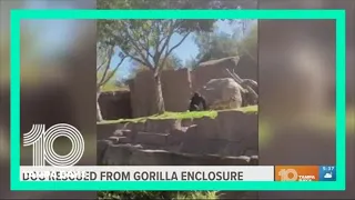 Dog removed after entering gorilla enclosure at San Diego Zoo Safari Park