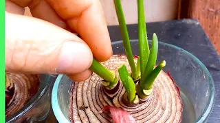 Re-Grow multiple ONIONS from a LEFTOVER piece of ONION