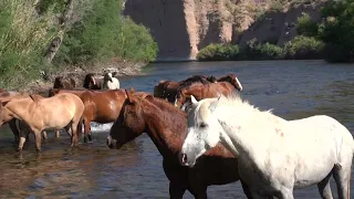 Wild Horses (including a foal) Crossing Salt River - Mark Storto Nature Clips