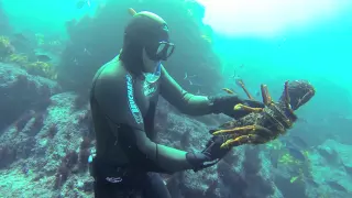 Free diving for crayfish in New Zealand