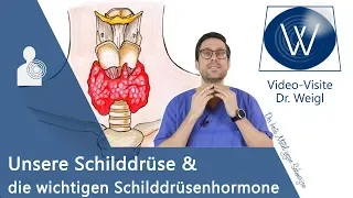 Unsere Schilddrüse: Die wichtige Rolle der Schilddrüsenhormone (T3 & T4) für unsere Gesundheit