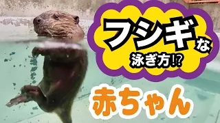 【千葉市動物公園公式】アメリカビーバーの赤ちゃんが不思議な泳ぎ方！？