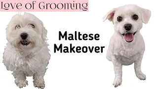 Shaving a Maltese Dog all Over | How to Shave a Small Dog