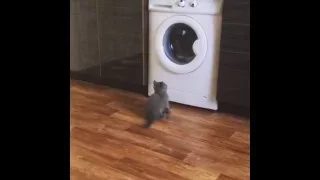 Котёнок и стиральная машинка (Gray)