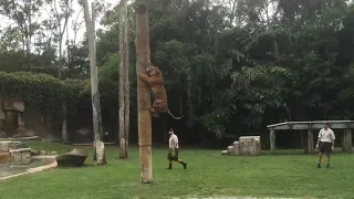 Skills Of Tigers: Tiger Climbing Pole or Tree To Eat Food -(Compilation)