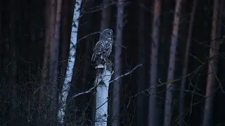 Puszczyk mszarny / Great grey owl / Strix Nebulosa, Lasy Włodawskie 2019r.