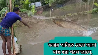 The fish that floated in the flood waters were caught in nets । বন্যার পানিতে ভেসে আসা মাছ ধরা