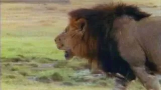 Löwen-Kampf - Lion-Fight