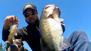 Cast 2 Catch (8in hudd) #fishing #bass #fish #adventure #swimbait #foryou #shortvideo #for #shorts