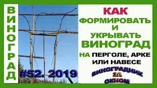 🍇 Виноград. Ризамат на перголе, навесе, арке.  Как укрыть виноград. Формировка на перголе.