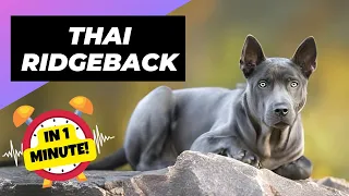 Thai Ridgeback 🐶 One Of The Rarest Dog Breeds In The World | 1 Minute Animals