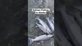 Salmon Fishing on the Kenai River Alaska