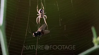 Spider Attacking Fly Caught In Web