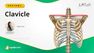 Clavicle Skeleton Bone Anatomy | Bony Landmarks | Upper Limb | sqadia.com