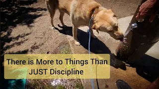 There is More to Things Than JUST Discipline (Walk with Charlie Pt.2)