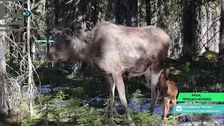 На лосеферме в Якше Лосиха Милка отелилась двойней. Малышей назвали Лёлик и Болик