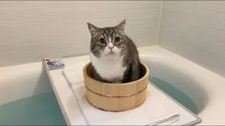 お風呂が沸くと先回りして待ってる猫がかわいすぎたw