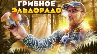 🍄 Грибное ЭЛЬДОРАДО🍄 Белые грибы кругом🍄 Белые грибы не перестают расти🍄 Грибники в ШОКЕ от грибов🍄