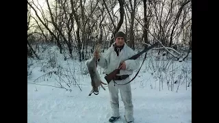 Подняли 6 зайцев на двоих 21.01.2018 Охота на зайца  Hare hunting